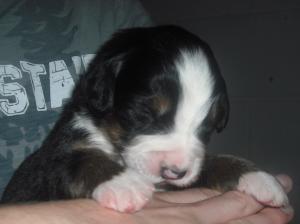 BerneseMountainDogPups